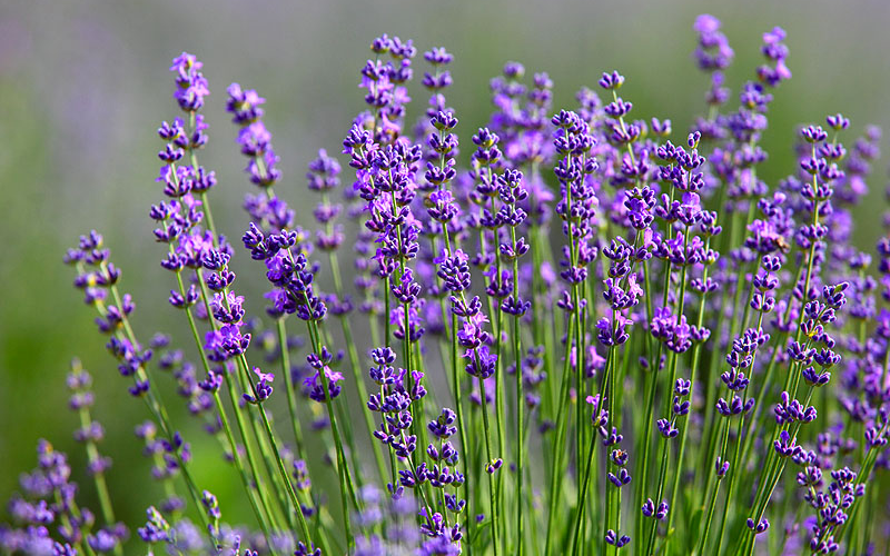 agriturismo