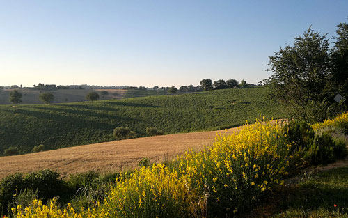 ostra vetere